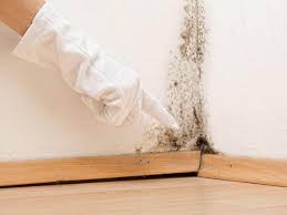 Environmental Consulting for Mold Prevention in Bryant, WA